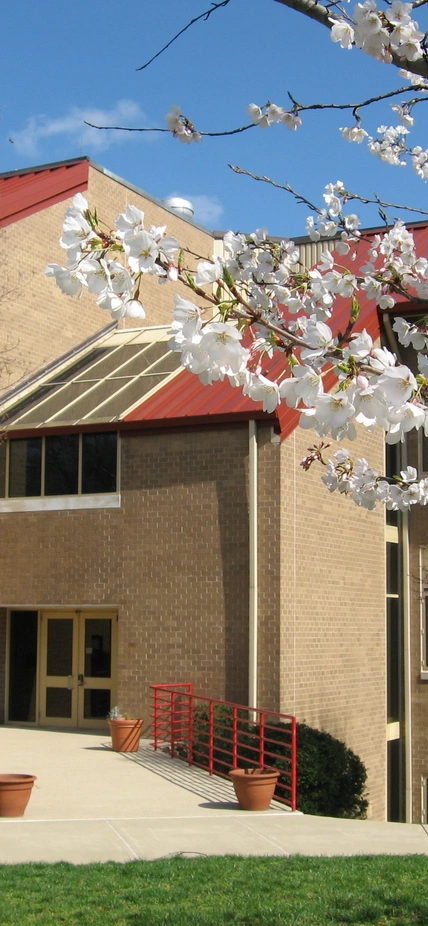 Cherry blossoms outside the Abelson Building on the BBR campus. 