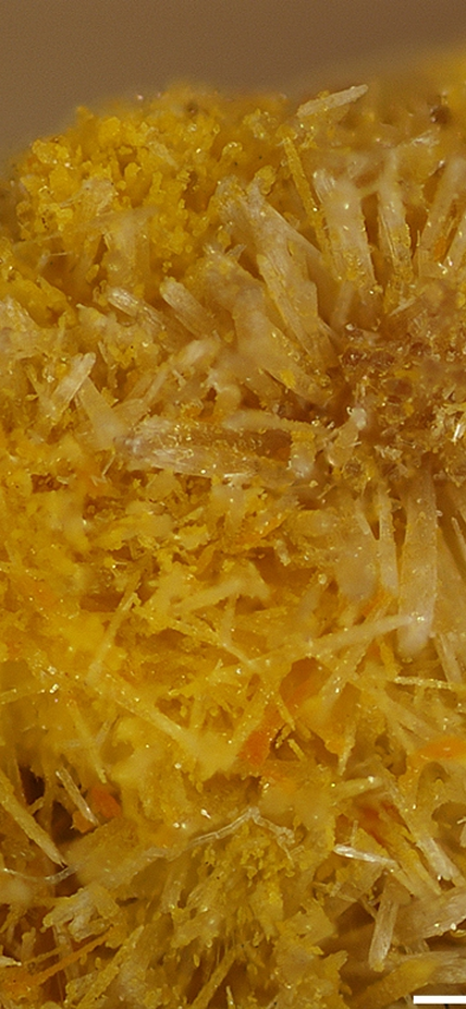 Yellow needle-like crystals of the mineral rutherfordine. Photo is courtesy of The RRUFF Project @RRUFF.info. 