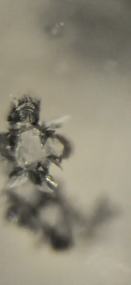 Ca-silicate inclusion inside a diamond from Kankan, Guinea. Photo credit: Margo Regier.