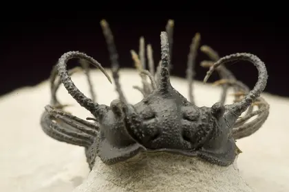 Olenoides sp., Utah, Cambrian Period (~500 million years old), 8 cm maximum dimension. Hazen Collection, National Museum of Natural History, Washington DC