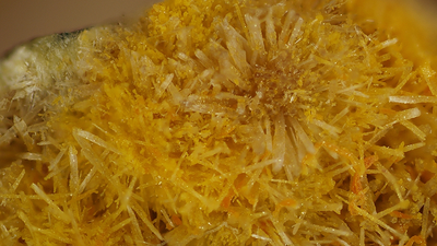 Yellow needle-like crystals of the mineral rutherfordine. Photo is courtesy of The RRUFF Project @RRUFF.info. 