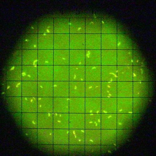 Epi-fluorescence microscopy of acridine orange stained microorganisms collected from deep-sea vents at 2.5 km depth and cultured at high pressure conditions (250 atm).